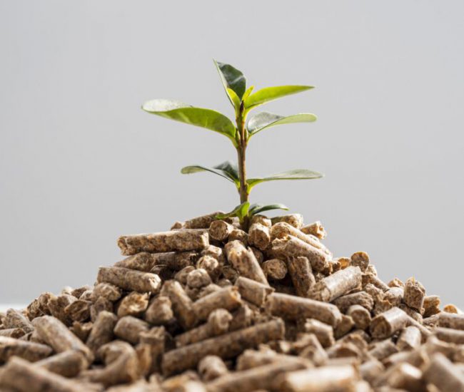 front-view-of-plant-growing-from-pellets-scaled-e1639651310318